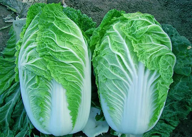 韩媒：白菜价格“坐火箭”，中国产泡菜成救兵，当地为何菜比肉贵？