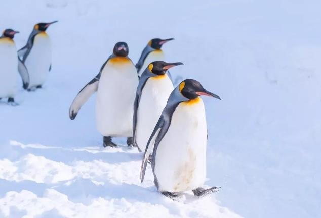 堪称企鹅家族中的“姚明”，帝企鹅的“身高”究竟有多高？