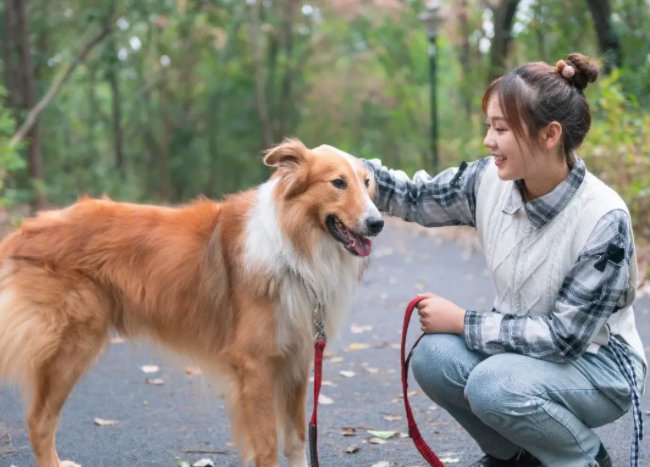 女子下楼梯被狗绊倒滚下地面，怎样看待这件事？生活中养狗需注意什么？