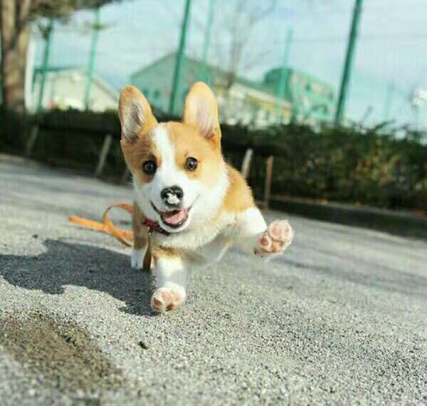 动物有什么象征意义吗？