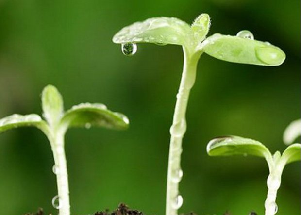 种子的拼音是什么