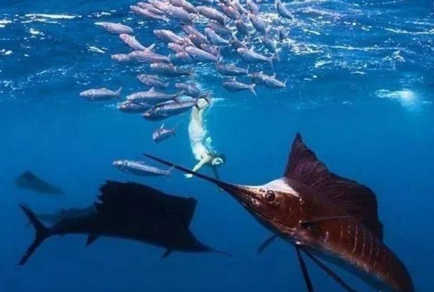 海洋鱼类的肉是不是都很咸？