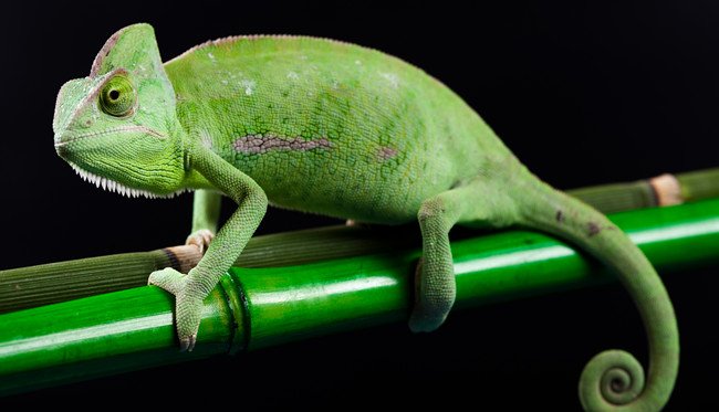 amphibian是什么意思