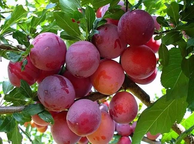 秋姬李子几月份成熟怎样种植？