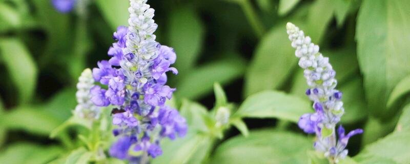 鼠尾草什么寓意