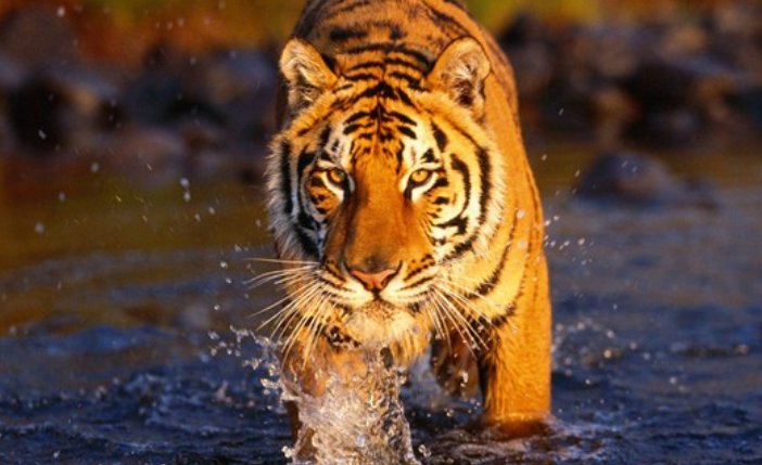 古代老虎又叫什么