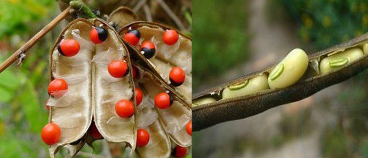 红豆与赤小豆有什么区别