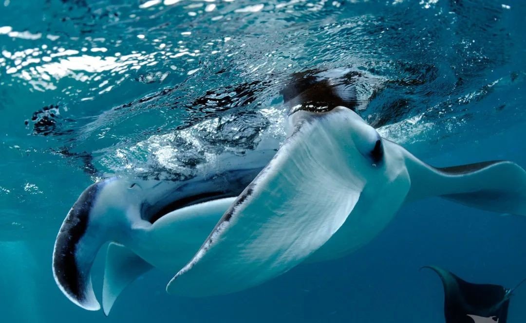 manta是什么意思？