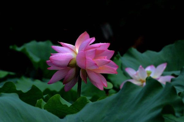 南京莫愁湖现两株并蒂莲，它适合在什么样的环境下生存？