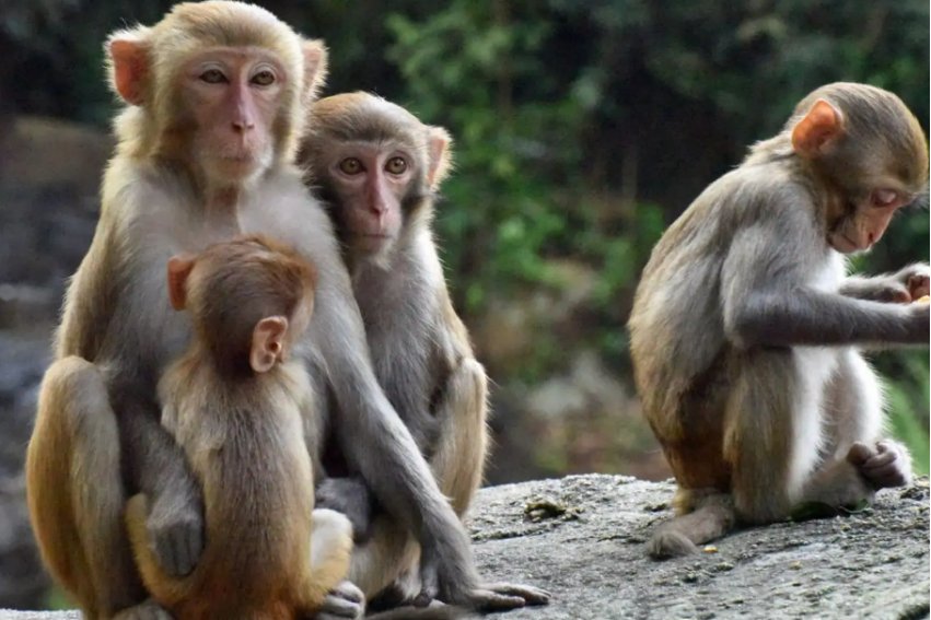 锦绣前程是指什么动物