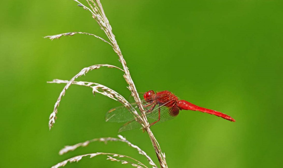 蜻蜓的组词有哪些