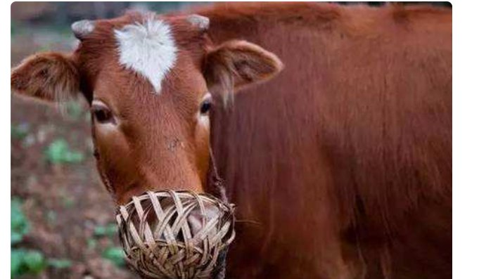 抽子指的是什么梗？