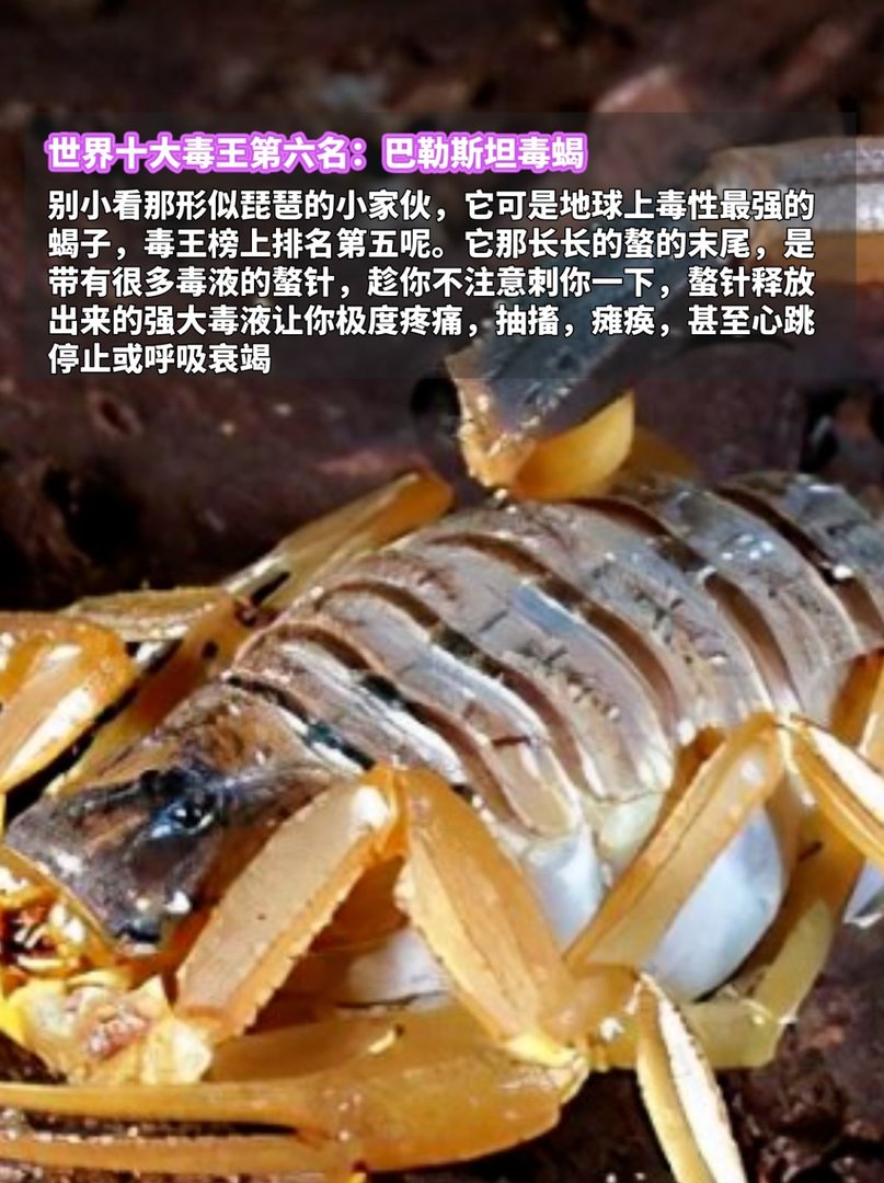 世界十大毒王，排名第一毋庸置疑