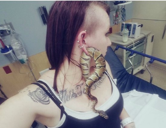 宠物蛇穿耳洞卡住是怎么回事？