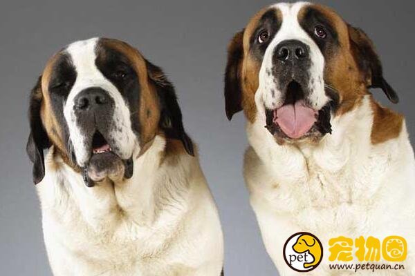 瑞士的国宝圣伯纳犬，拥有传奇故事还曾救过人命