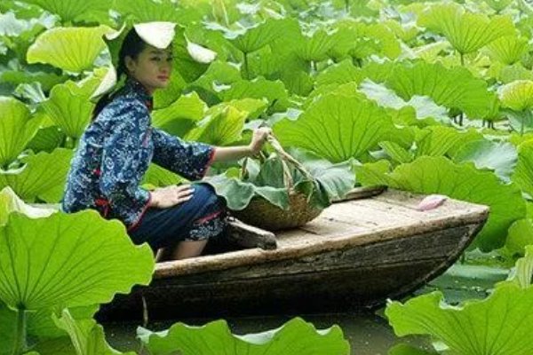 莲叶何田田的意思