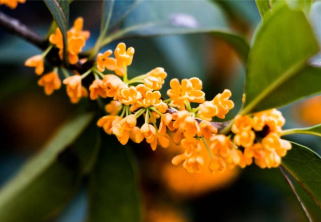 广州的桂花能开花吗？？？