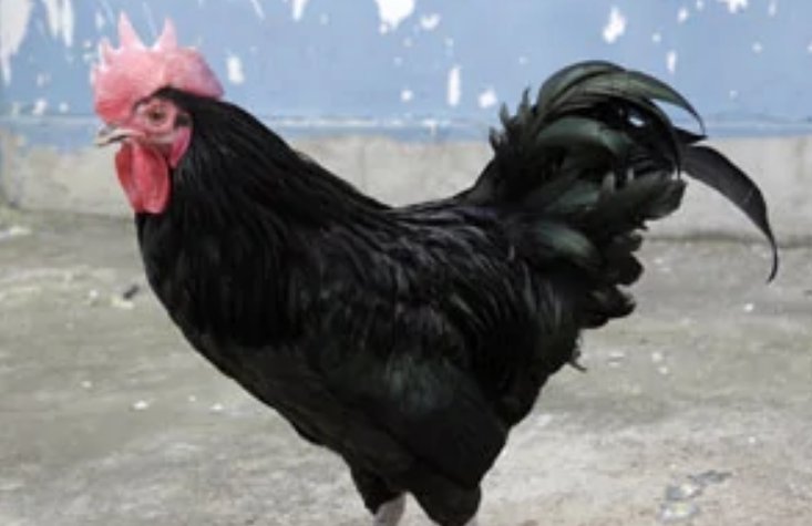 一衣带水解什么生肖