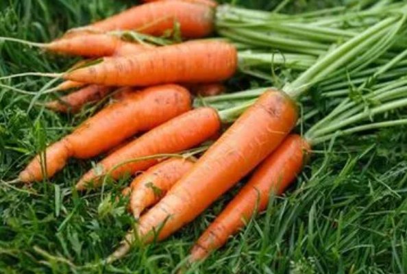 12岁小女孩拔萝卜怎么拔