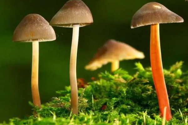 什么植物靠什么传播种子二年级