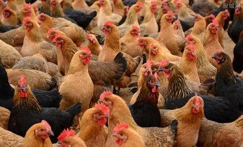 四川出现禽流感，是否会危害人类的健康？