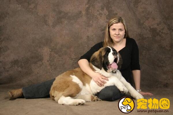 瑞士的国宝圣伯纳犬，拥有传奇故事还曾救过人命