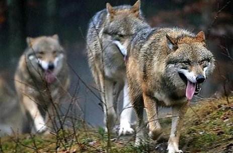 惊险！甘肃国道司机遇狼群运送食物，狼群会主动攻击人类吗？