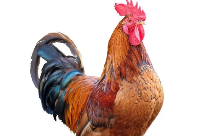 百鸟鸣春开过什么动物