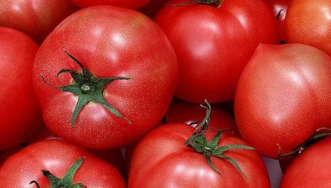 扬贵妃能吃到西红柿吗