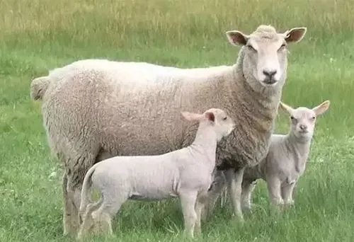 复活成功的灭绝动物是什么？