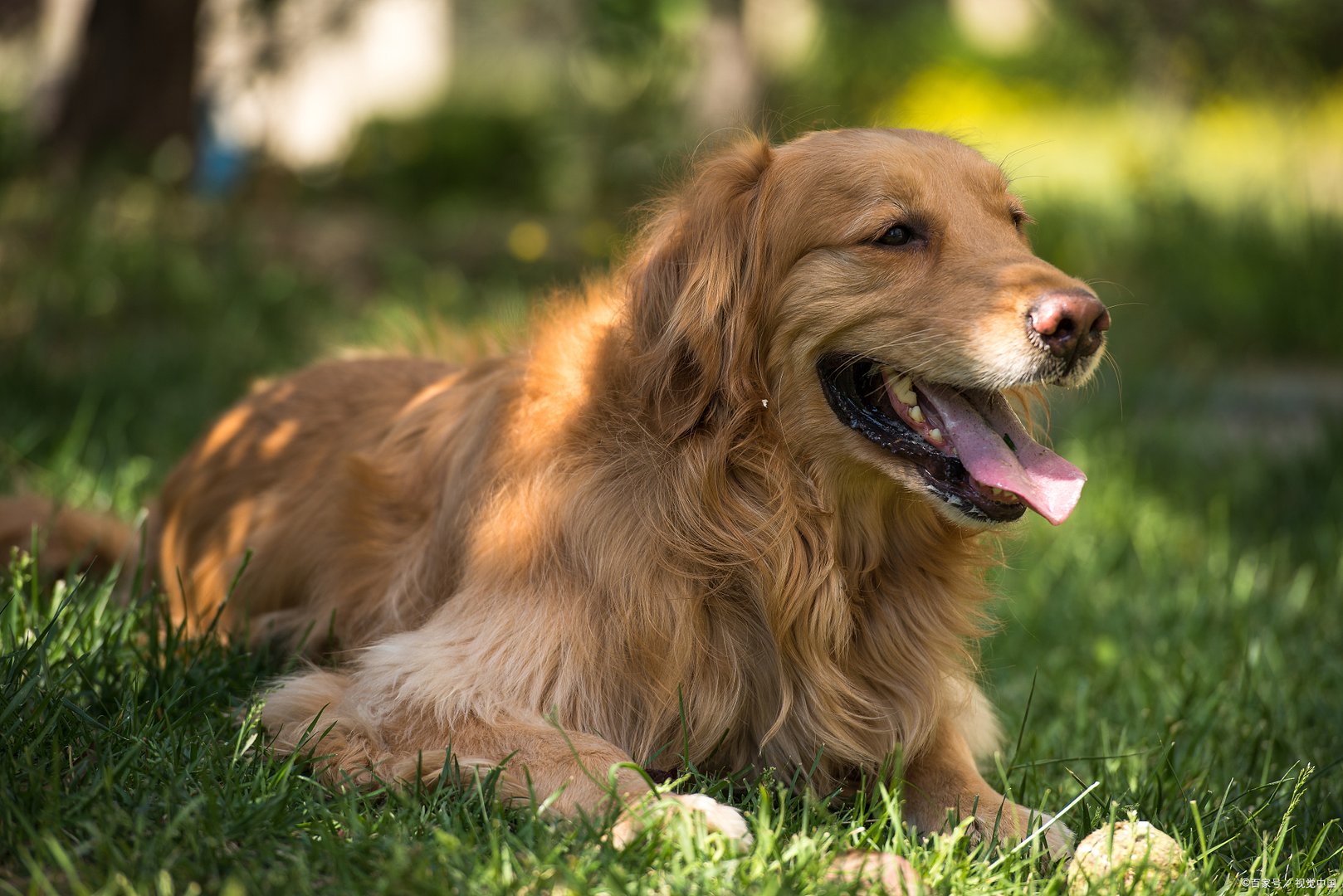 宠物店里面金毛一般多少钱一只？