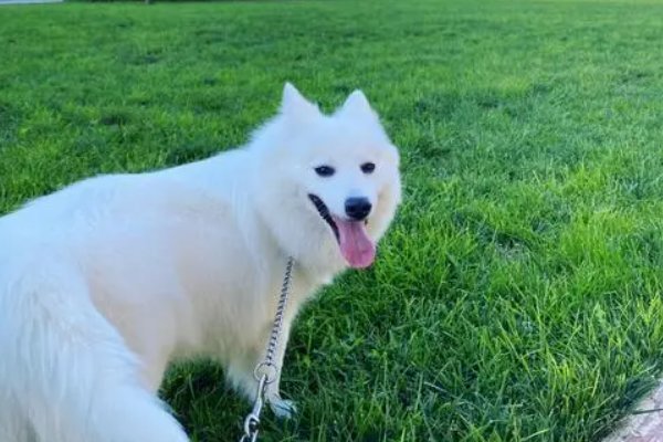 像狐狸的狗是什么品种