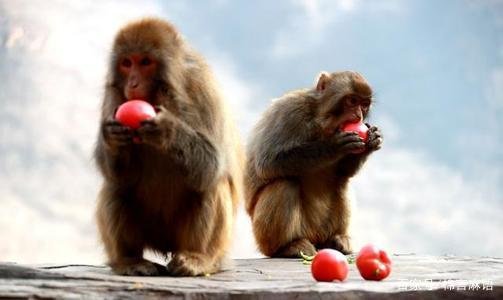 属猴的是几几年出生的？