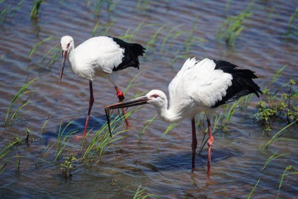 东方白鹳撞树致嘴基部骨折,东方白鹳是一种什么生物?