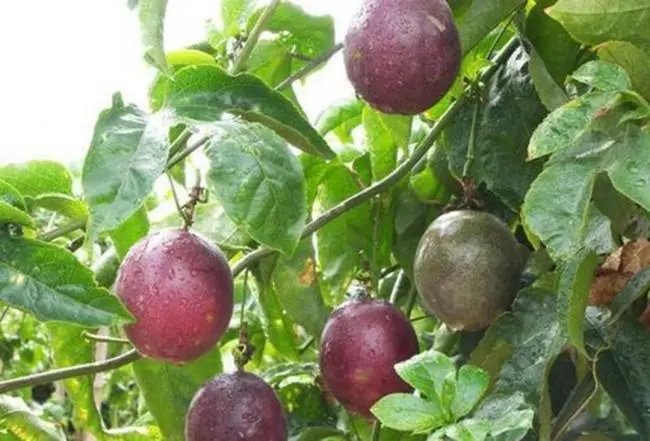 超过35度百香果河南结果对吗