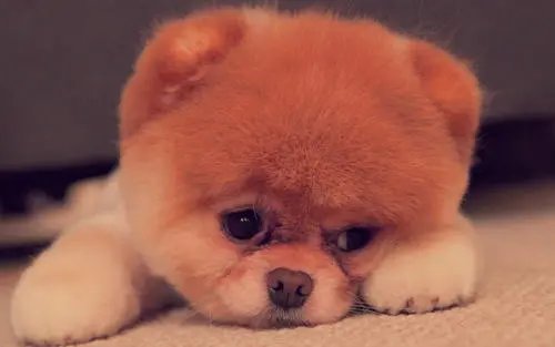 妻子要养狗，老公不同意怎么办？