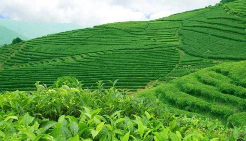 信阳毛尖取消更名国茅台，取消更名的原因是什么？