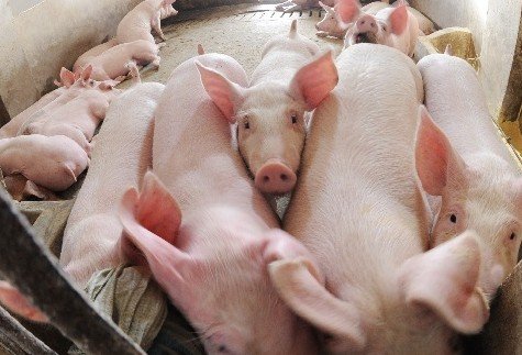 “猪吃转基因饲料159天后子宫增重25%”这个实验是怎么回事？