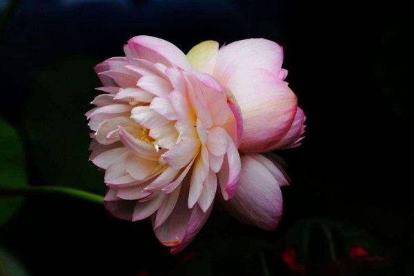 南京莫愁湖现两株并蒂莲，它适合在什么样的环境下生存？