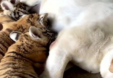 龙口动植物园，拉布拉多犬变身“奶妈”喂养几只小老虎，这一画面有多温馨？