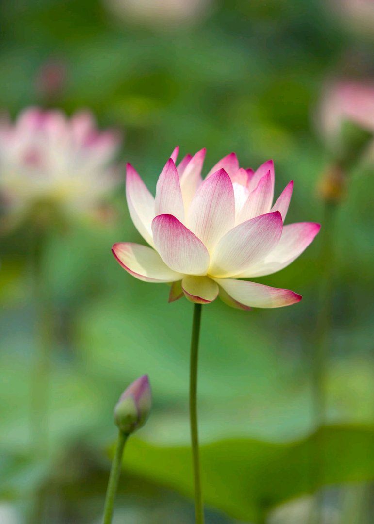 亲吻女人的私下意味着什么？