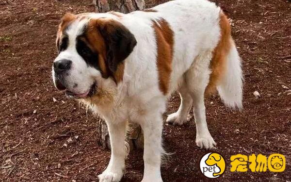 瑞士的国宝圣伯纳犬，拥有传奇故事还曾救过人命