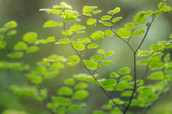 什么植物靠什么传播种子二年级