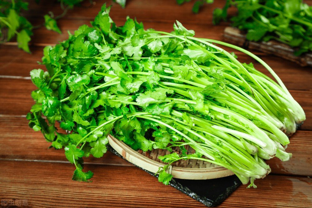 香菜为什么要叫断阳草