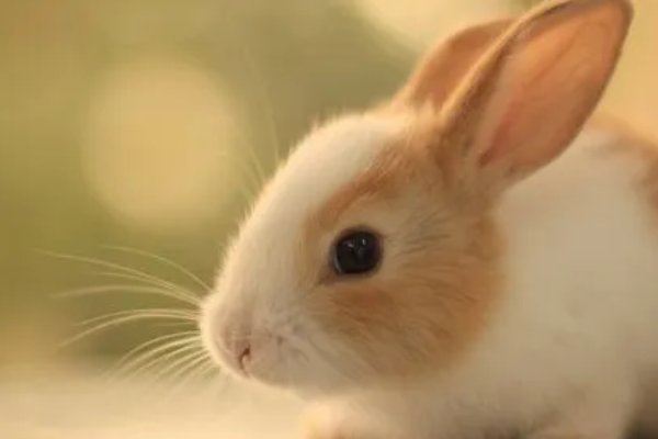 什么动物根壮叶茂