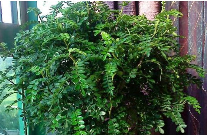 哪些树木可以驱蚊