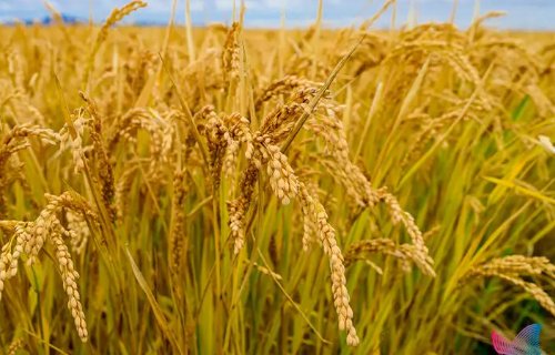 2022年最可能暴涨的东西