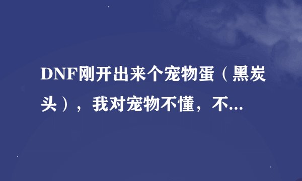 DNF刚开出来个宠物蛋（黑炭头），我对宠物不懂，不知道穿什么好，那有红色、蓝色、绿色装备，弄的我迷茫了