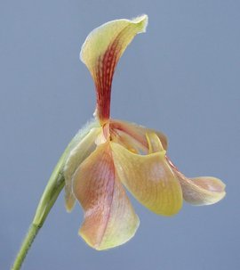 兜兰属植物有哪些?