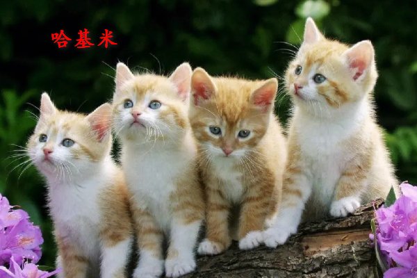 哈基米是什么意思